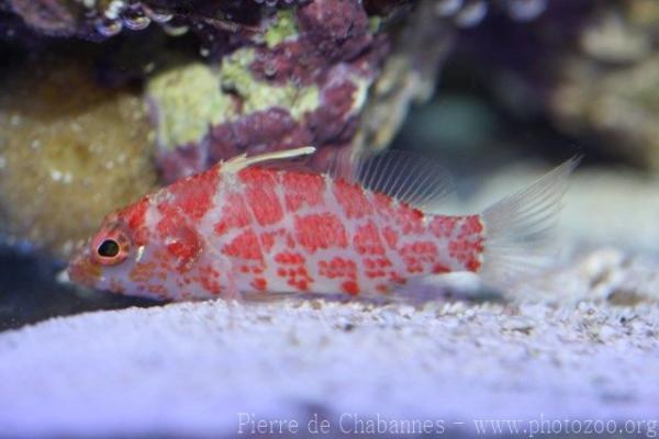 Chequered perchlet