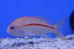 One-stripe anthias