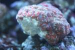 Lord Howe's starry cup coral