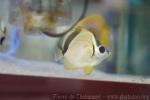 Blacknosed butterflyfish