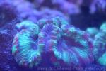 Open brain coral