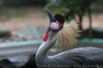 Grey crowned crane