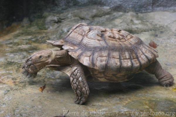 African spurred tortoise