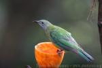 Orange-bellied leafbird