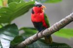 Black-capped lory