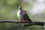 Crested pigeon