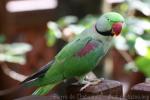 Alexandrine parakeet