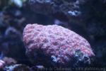 Lord Howe's starry cup coral