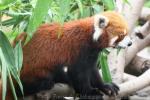 Red panda