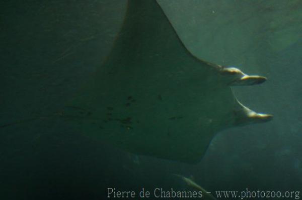 Reef manta ray