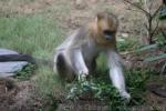 Golden snub-nosed monkey