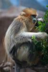 Golden snub-nosed monkey