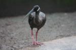 White-shouldered ibis