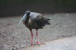 White-shouldered ibis