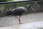 White-shouldered ibis