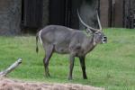 Common waterbuck