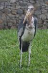Greater adjutant