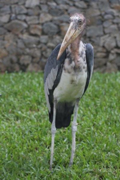 Greater adjutant