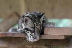 Clouded leopard