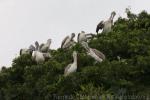 Spot-billed pelican