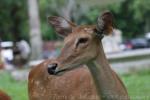 Burmese brow-antlered deer