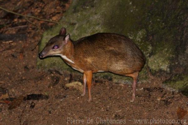 Lesser mousedeer