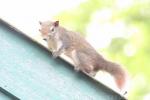 Finlayson's squirrel