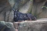 Indochinese serow