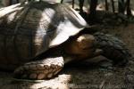 African spurred tortoise