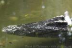 Siamese crocodile