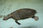 New Guinea snapping turtle