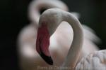 Greater flamingo