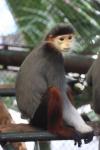 Red-shanked douc langur