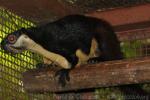 Black giant squirrel