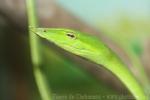 Green vine snake