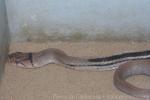 Copperhead rat snake