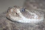 Western diamondback rattlesnake