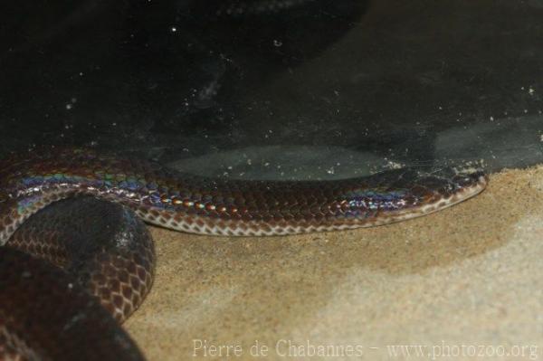 Asian sunbeam snake