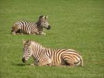 Grant's zebra