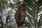 Philippine eagle-owl