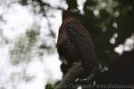 Philippine serpent-eagle