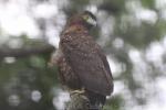 Philippine serpent-eagle