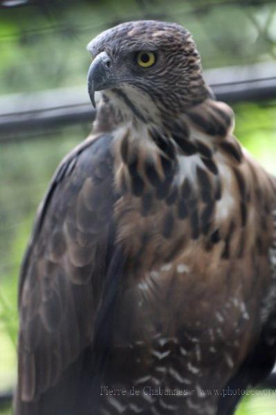 South Philippine hawk-eagle