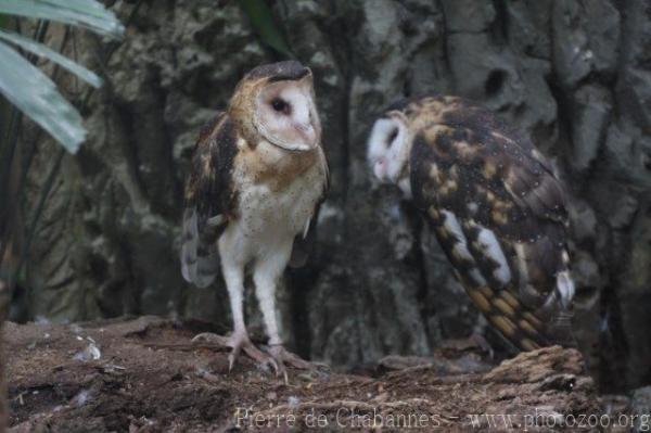 Eastern grass owl