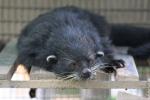 Palawan binturong