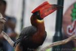 Northern rufous hornbill