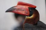 Northern rufous hornbill