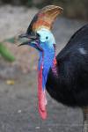 Southern cassowary