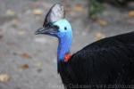 Southern cassowary