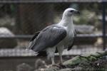 White-bellied sea-eagle